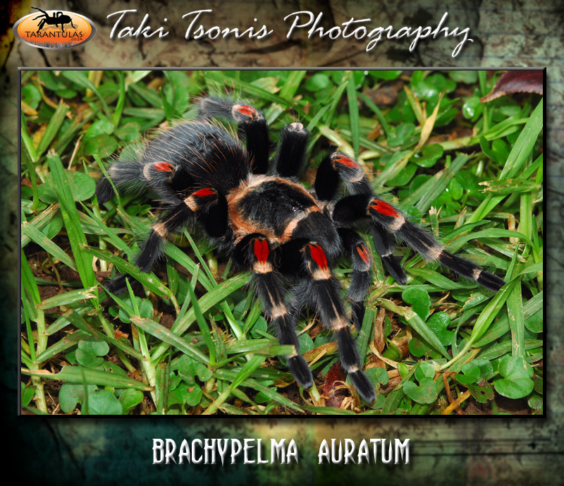 Brachypelma auratum