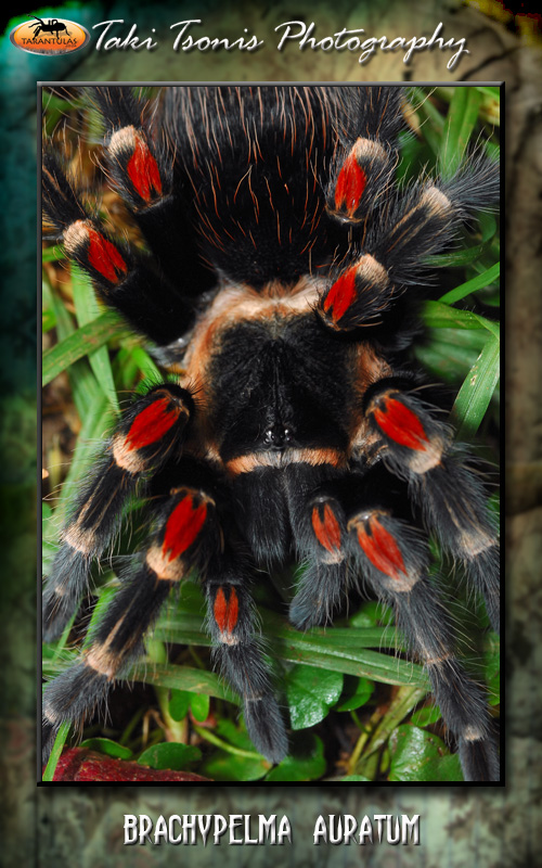 Female