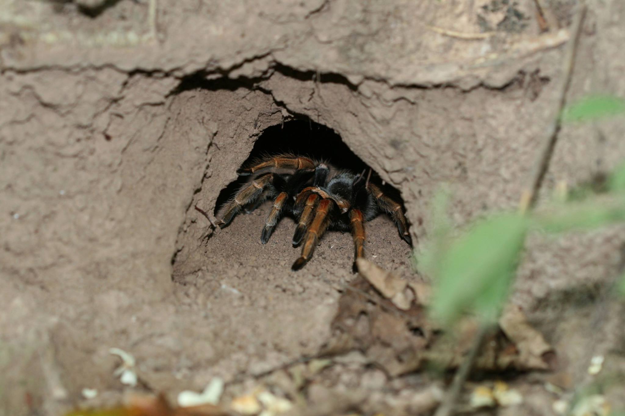 Burrow