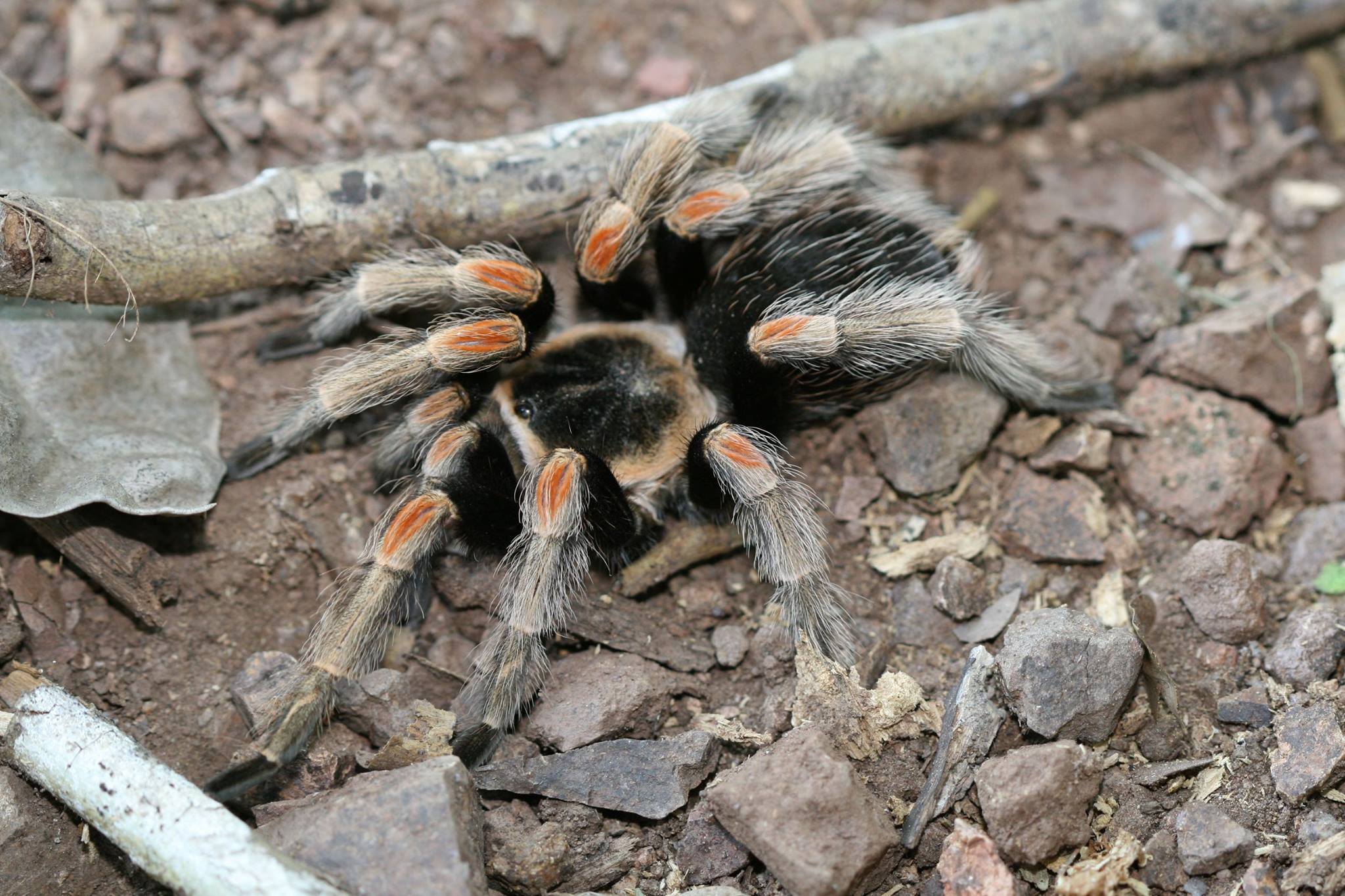 Brachypelma baumgarteni