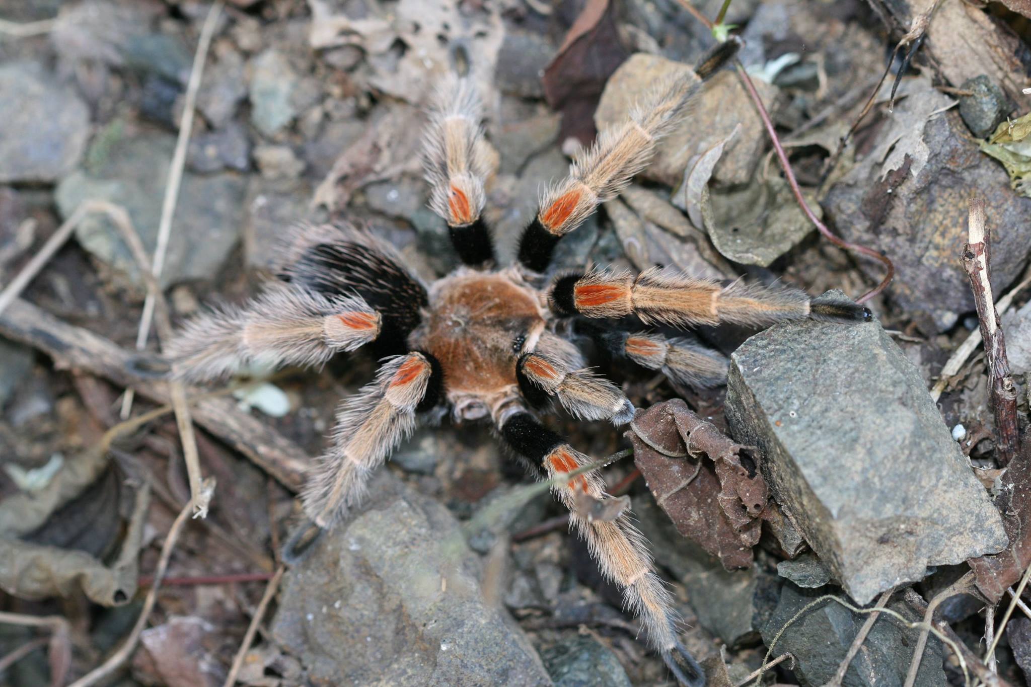 Male