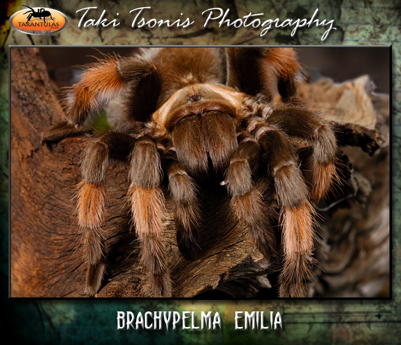 Brachypelma emilia