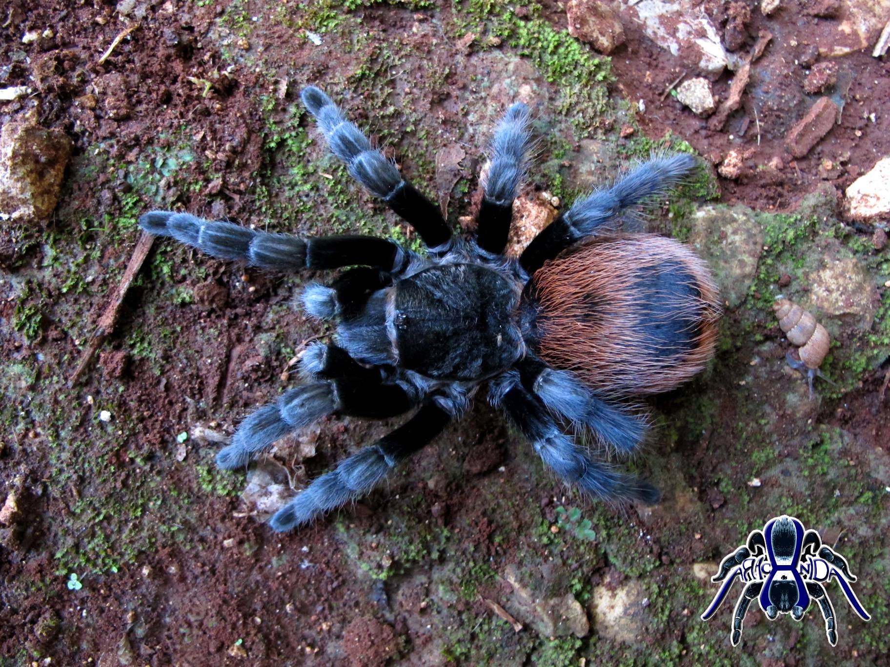 Tliltocatl epicureanum