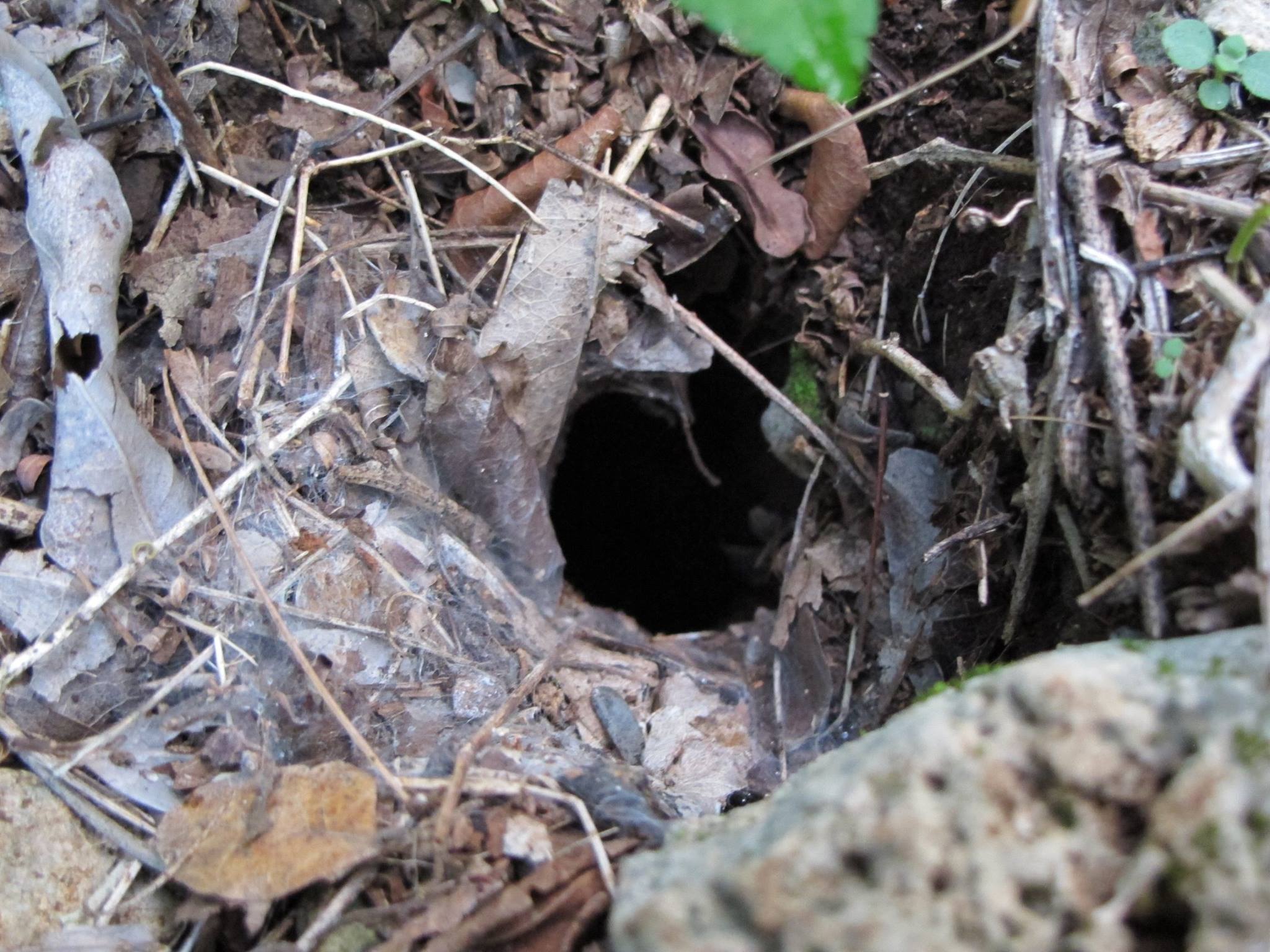 Burrow