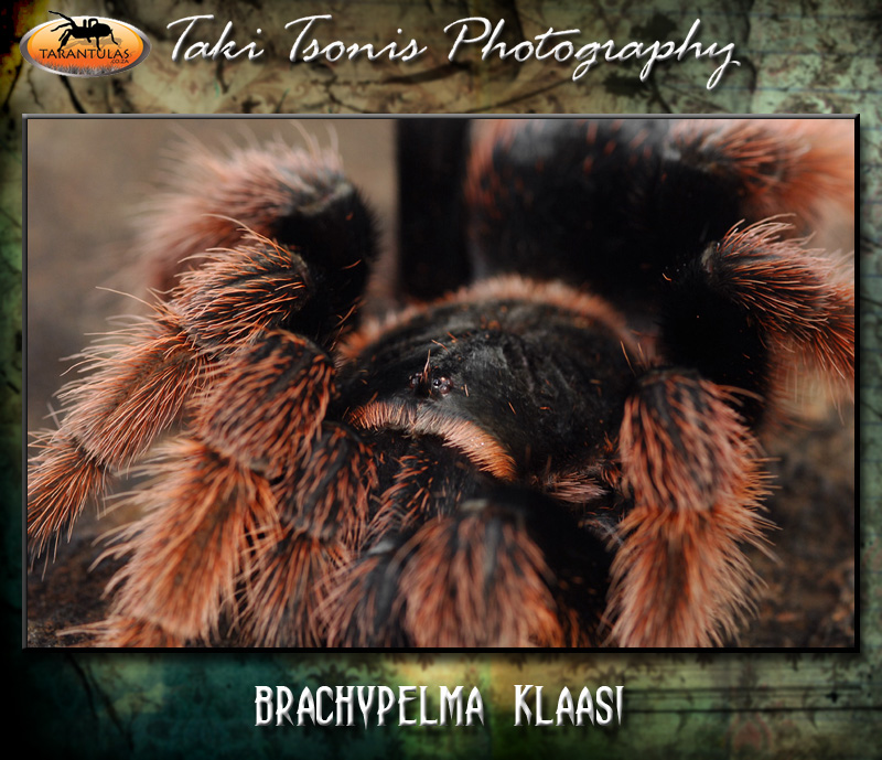 Brachypelma klaasi