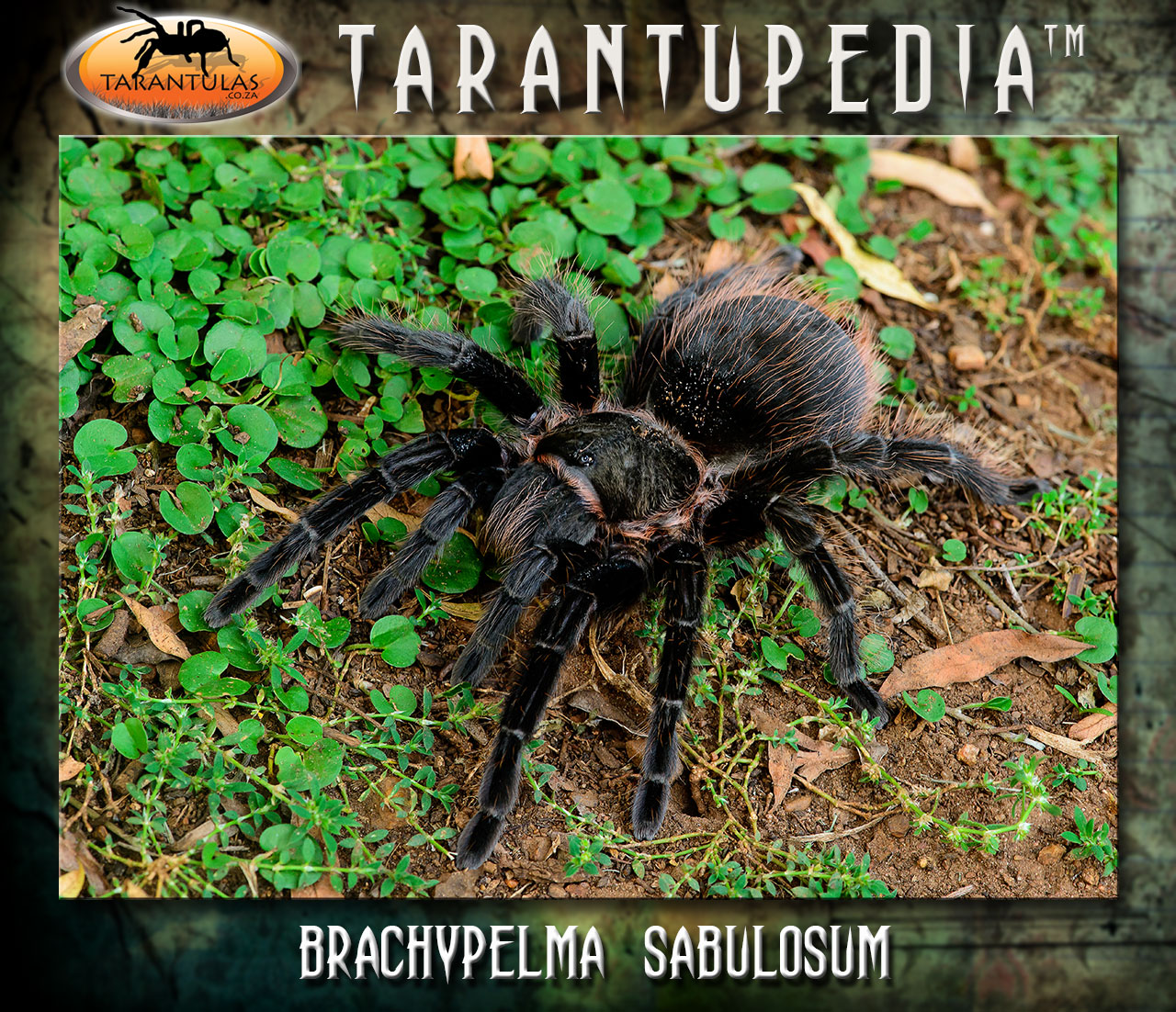 Tliltocatl sabulosus