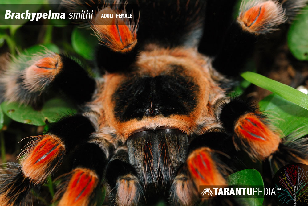 Brachypelma smithi
