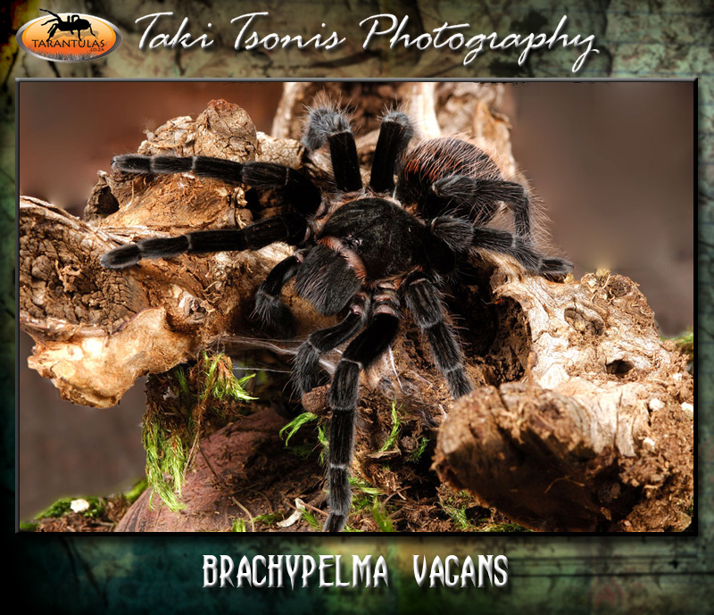 Tliltocatl vagans