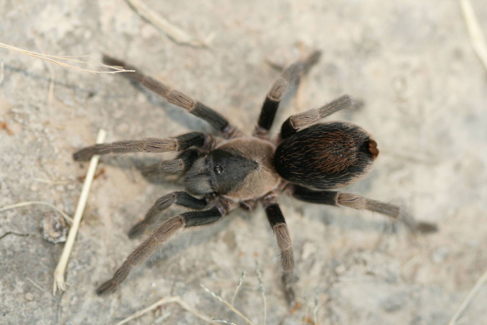 Cardiopelma mascatum