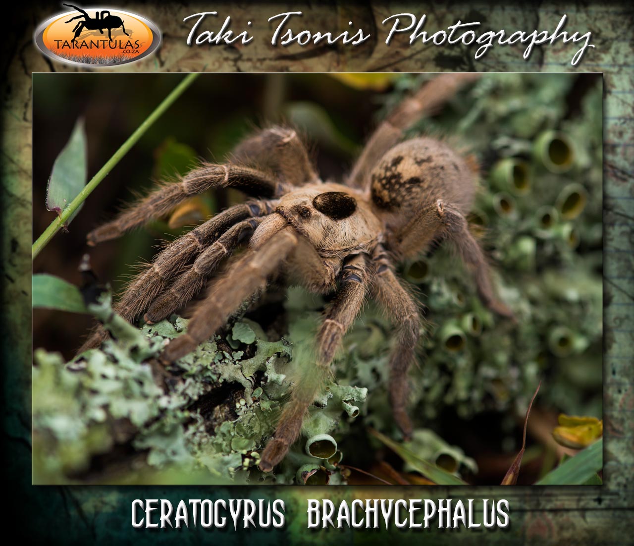 Female