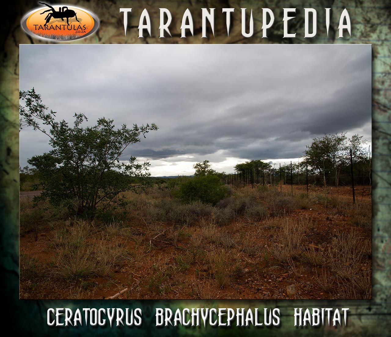 Habitat