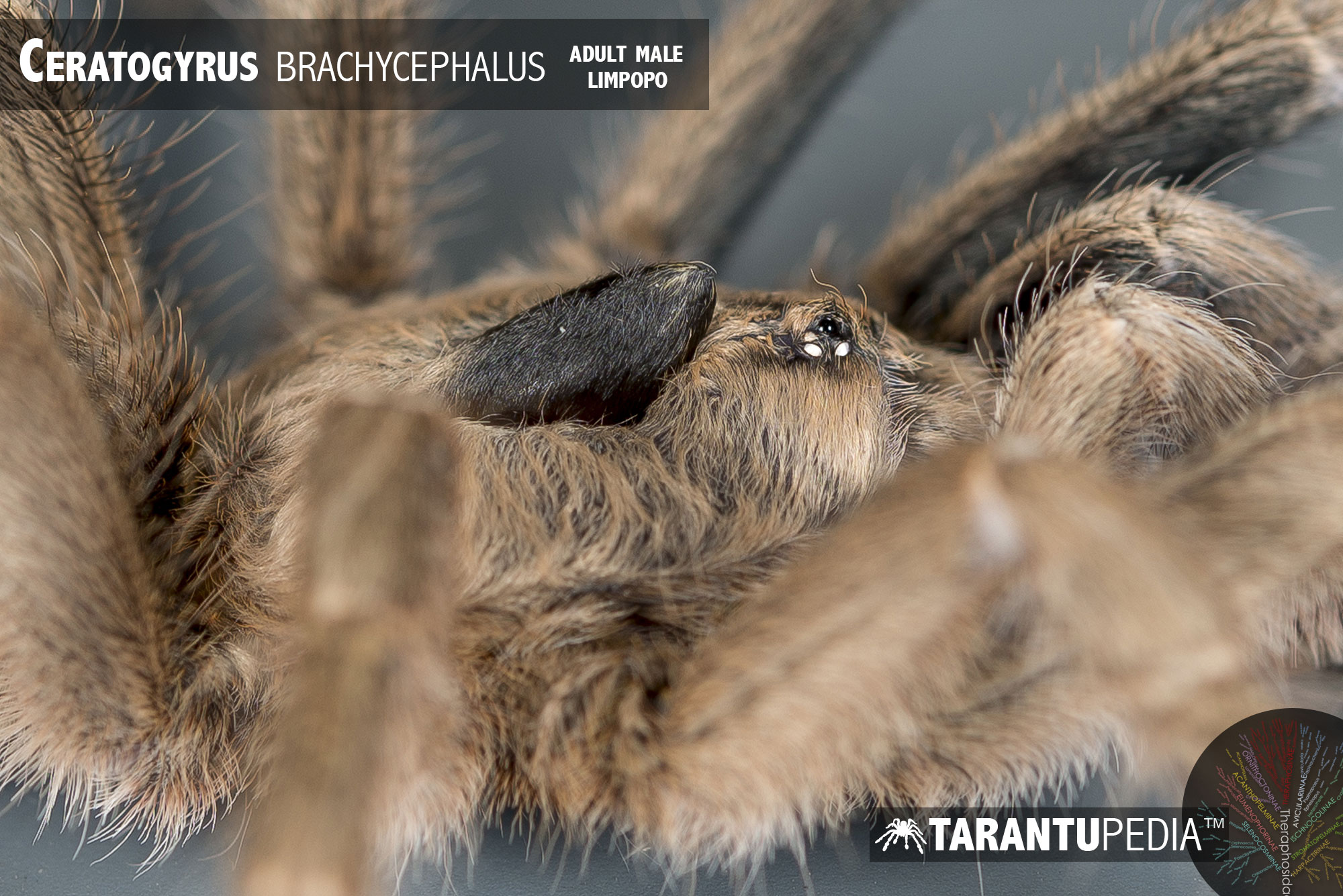 Ceratogyrus brachycephalus