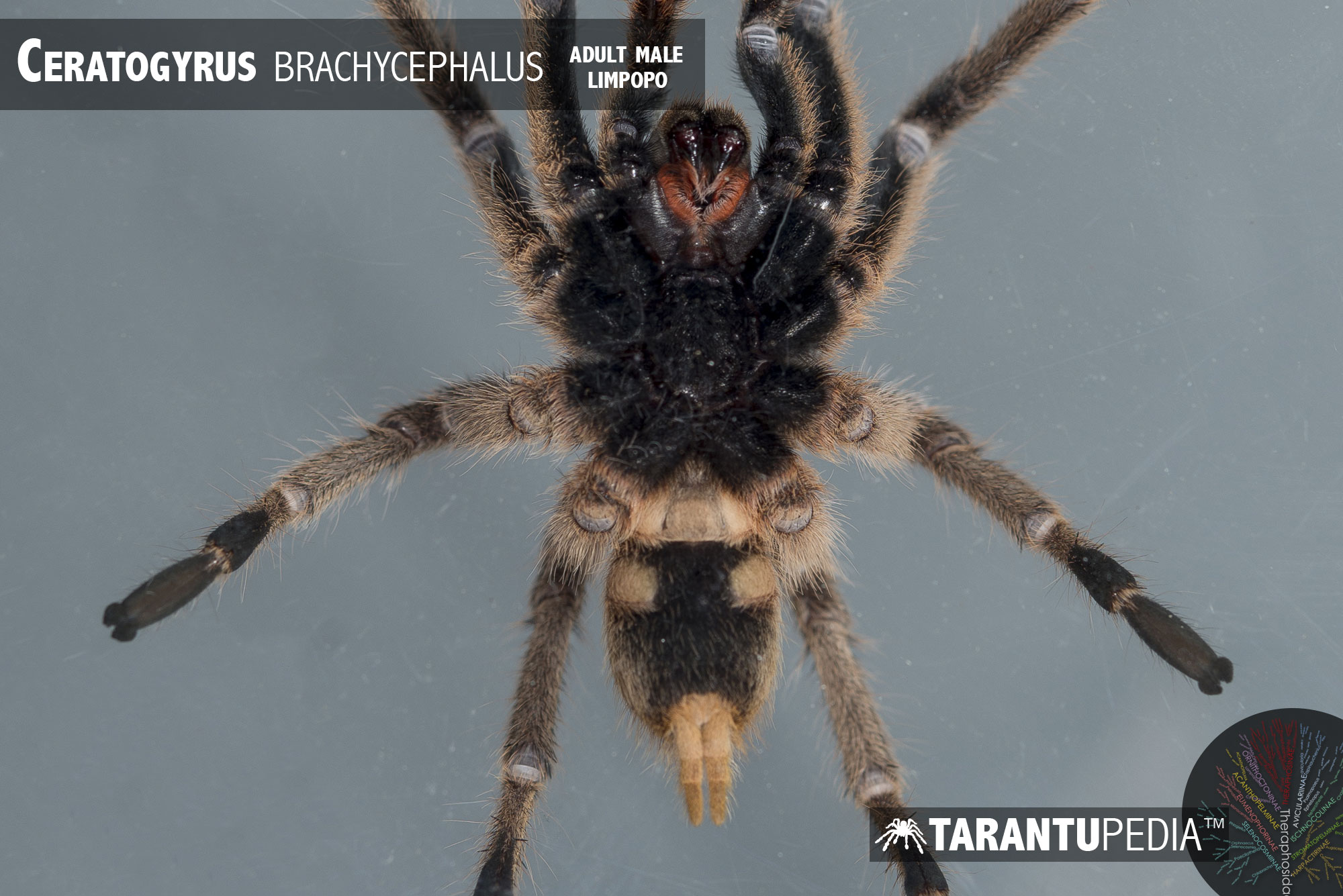 Underside