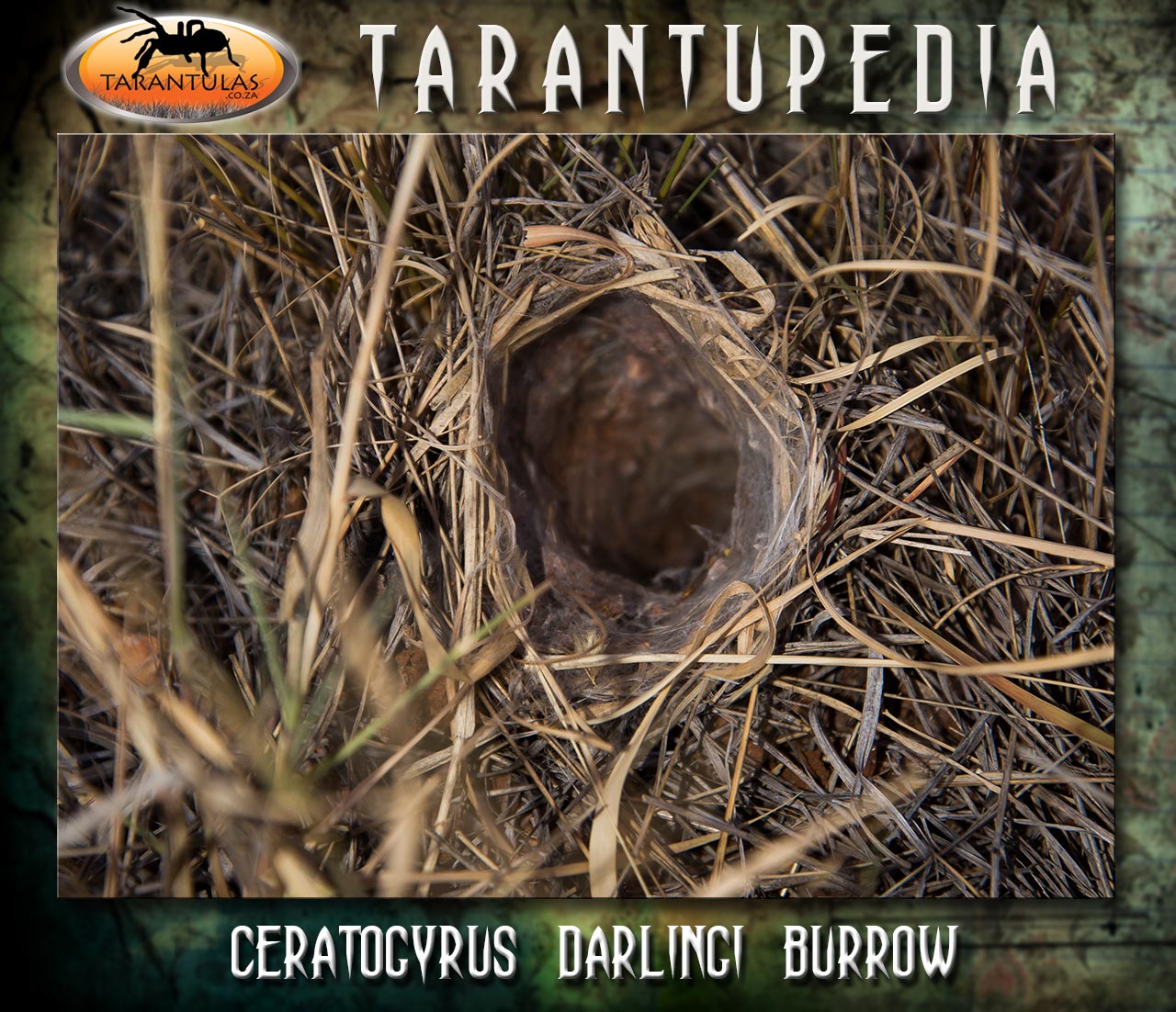 Burrow