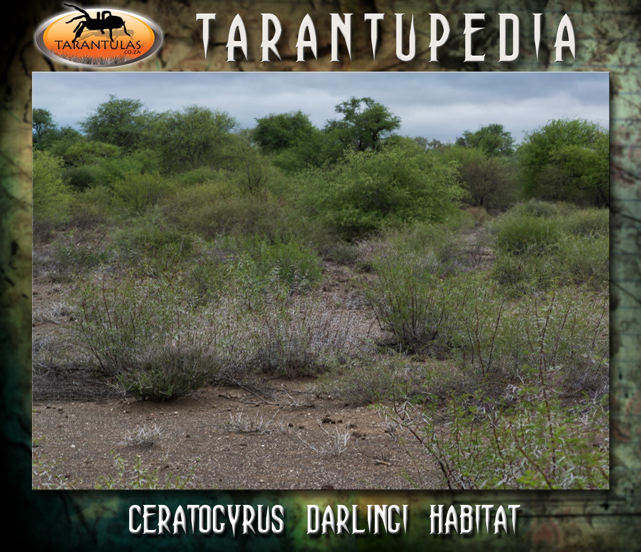 Habitat