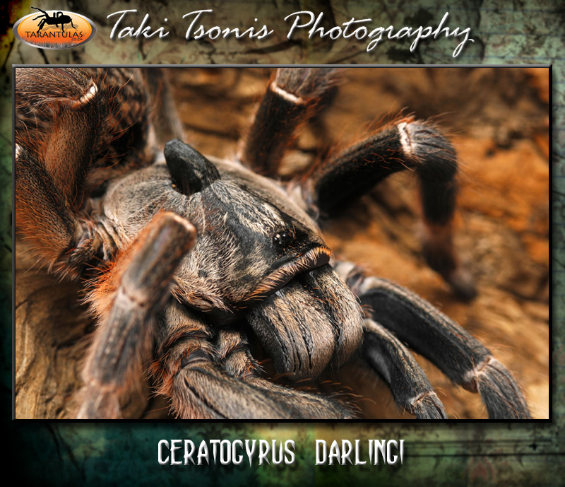 Ceratogyrus darlingi