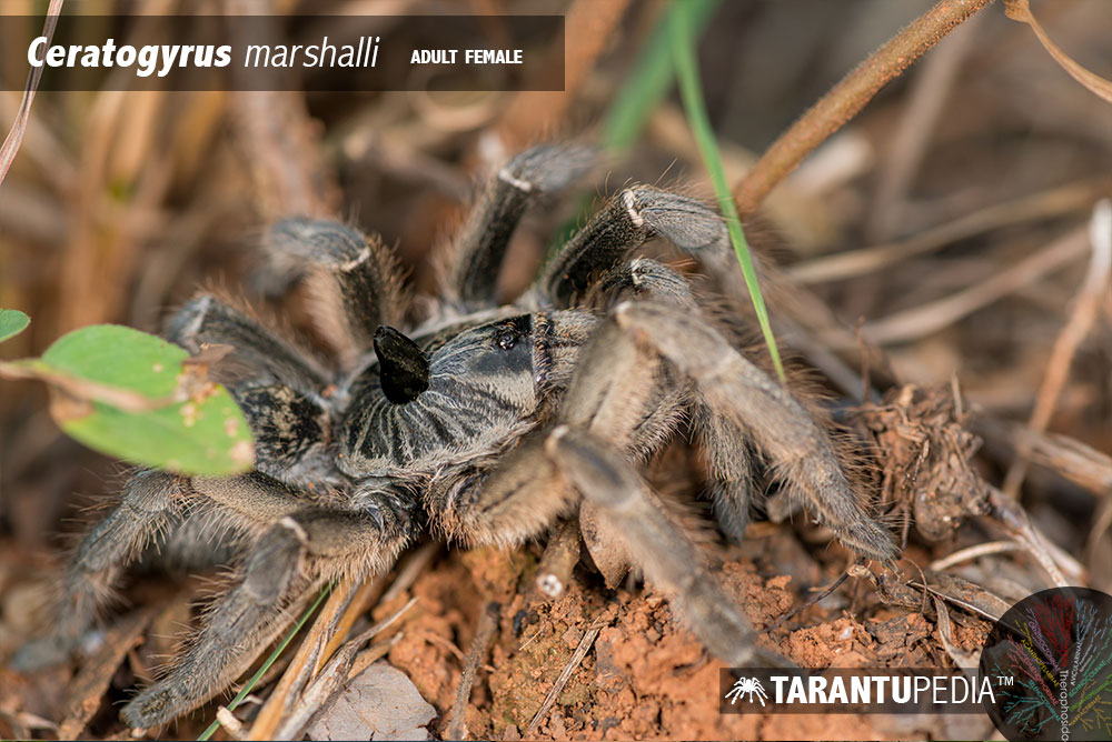 Ceratogyrus marshalli