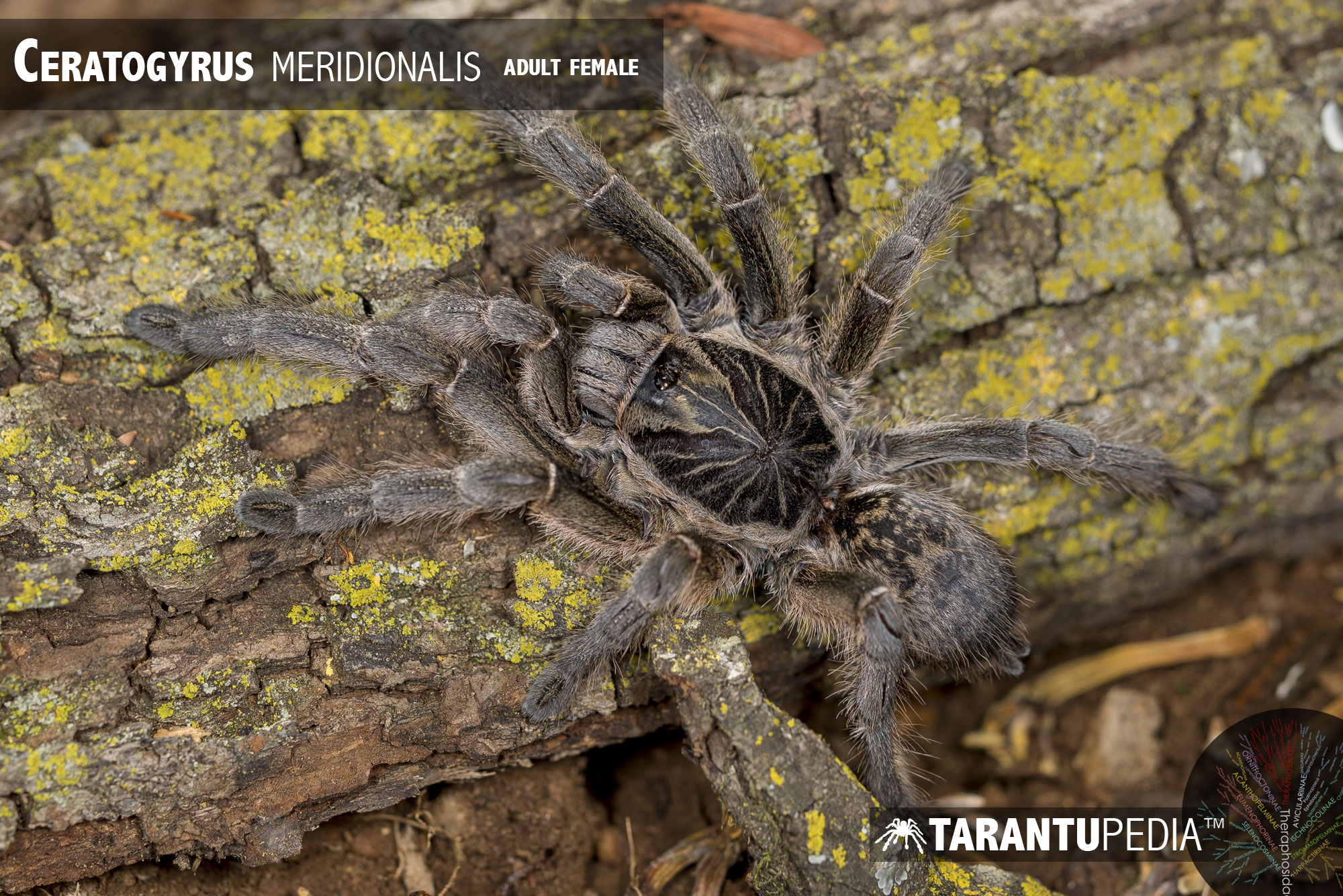 Ceratogyrus meridionalis