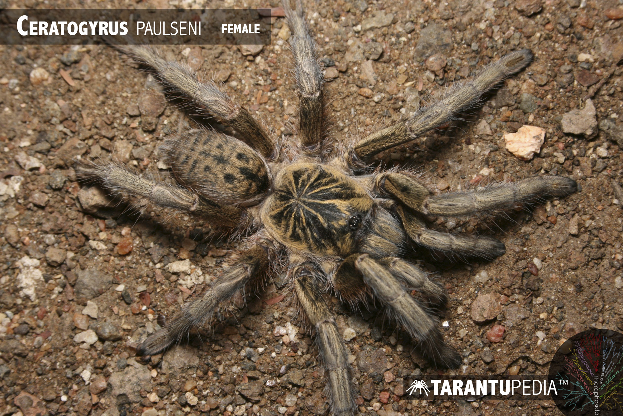 Ceratogyrus paulseni