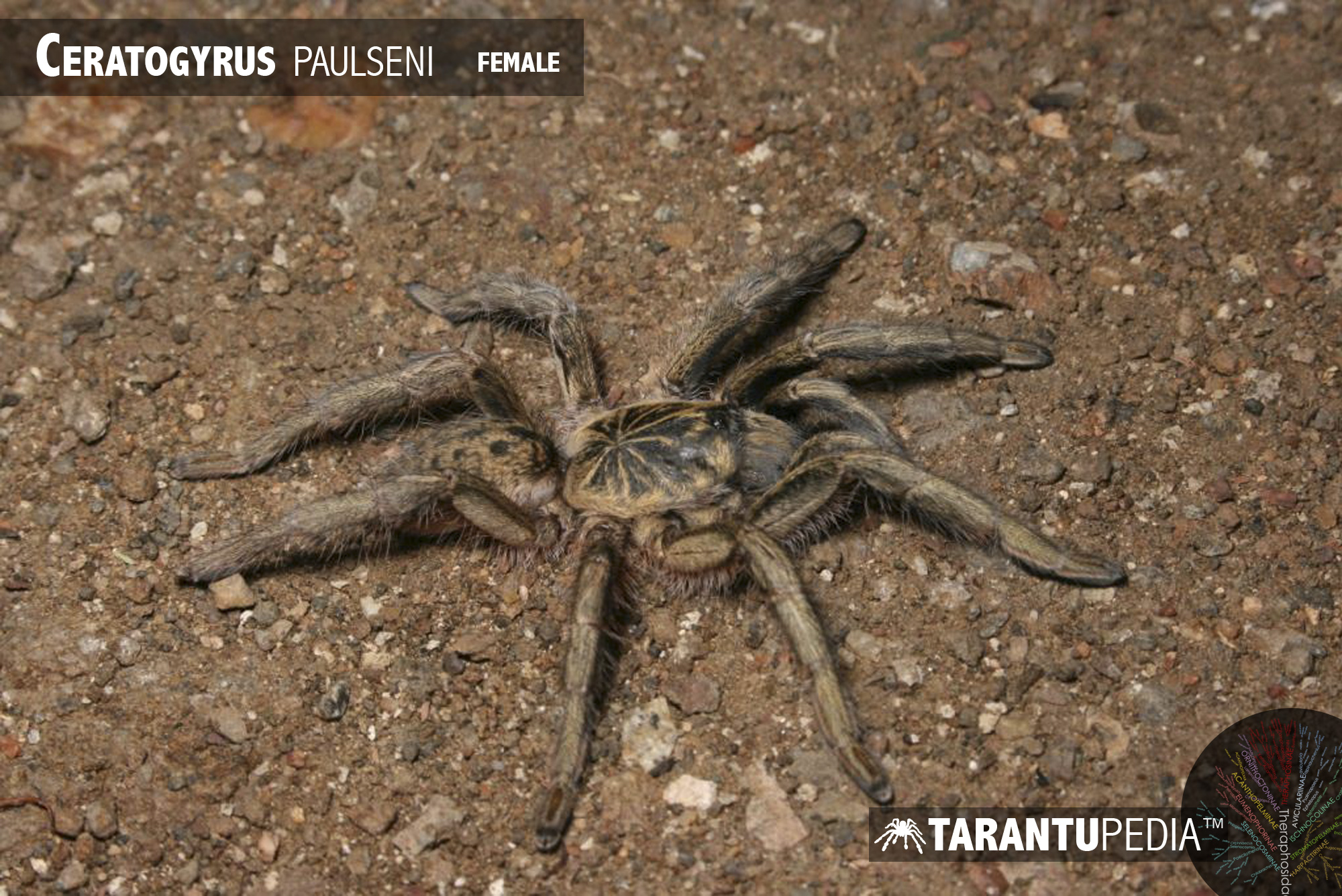 Male