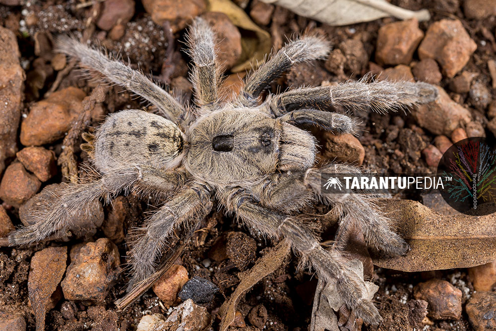 Ceratogyrus sanderi
