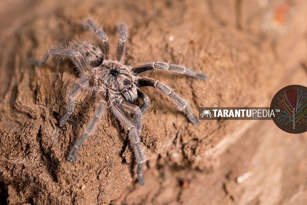 Male
