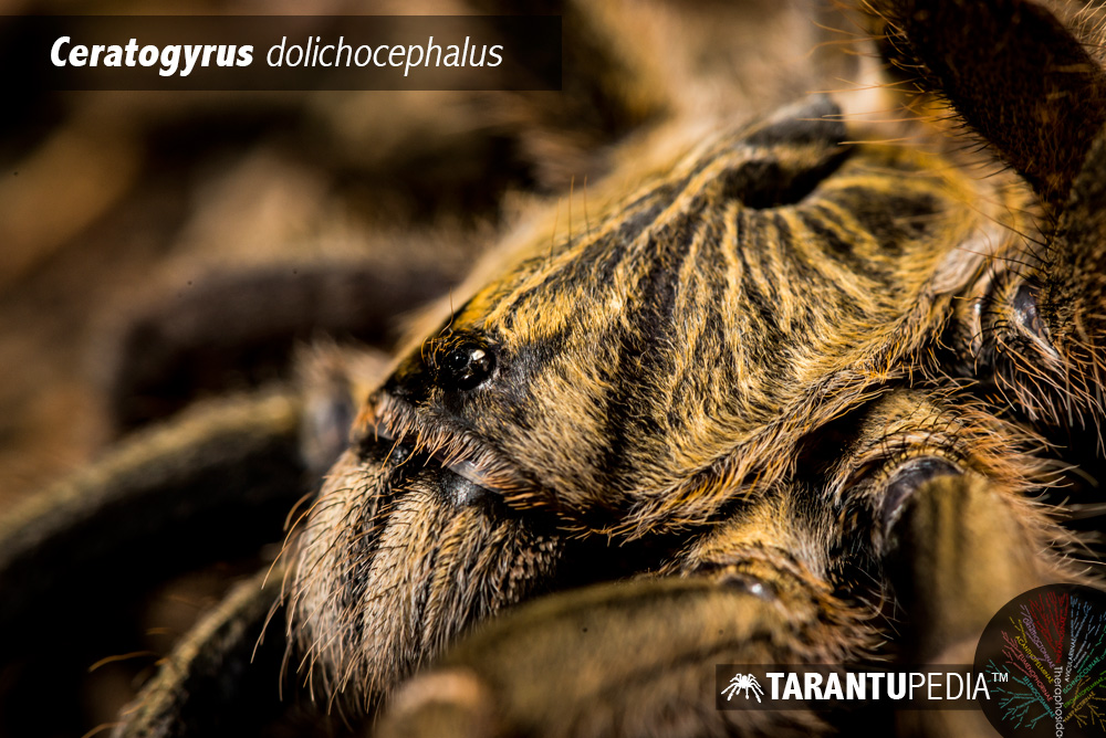 Ceratogyrus dolichocephalus