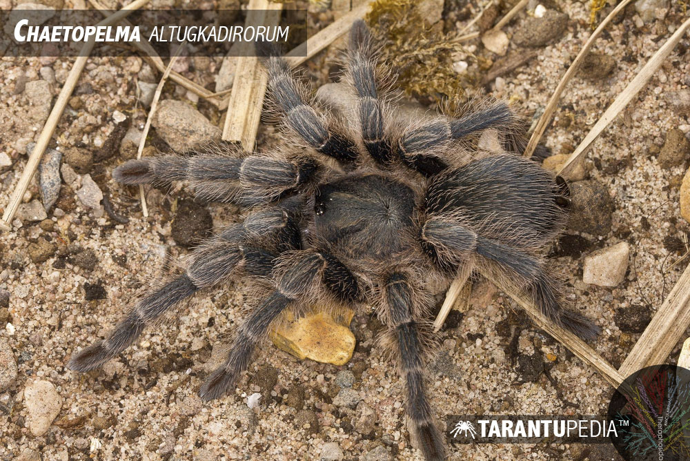 Chaetopelma altugkadirorum