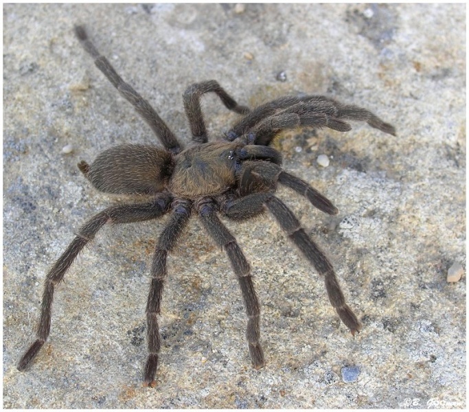 Chaetopelma karlamani