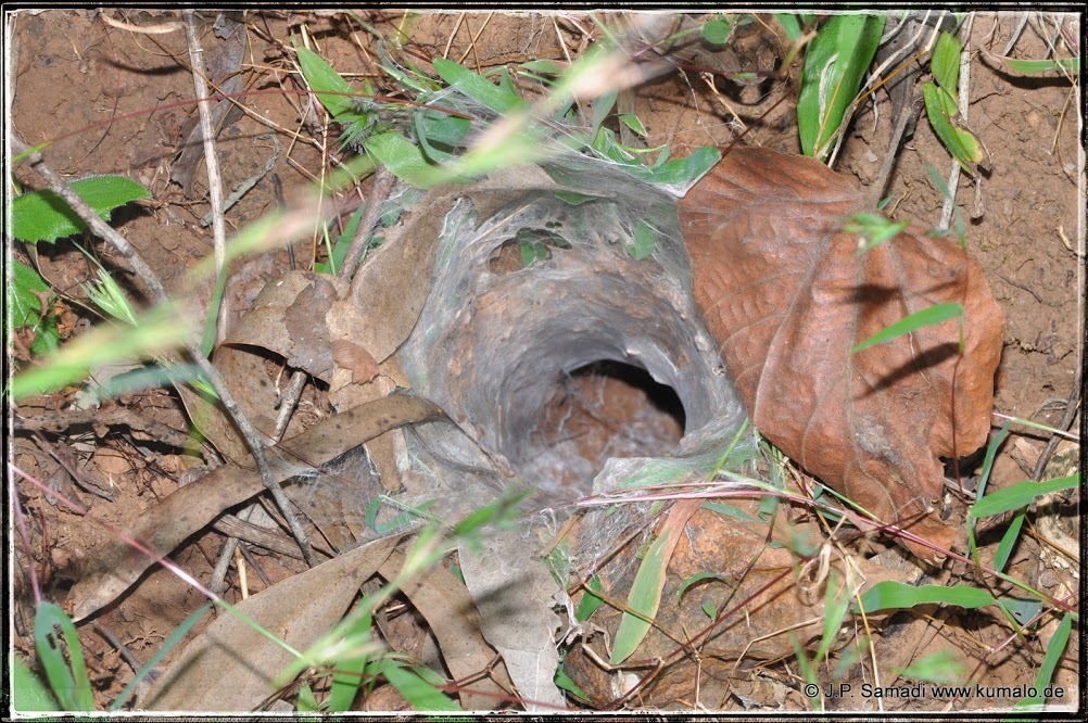 Burrow