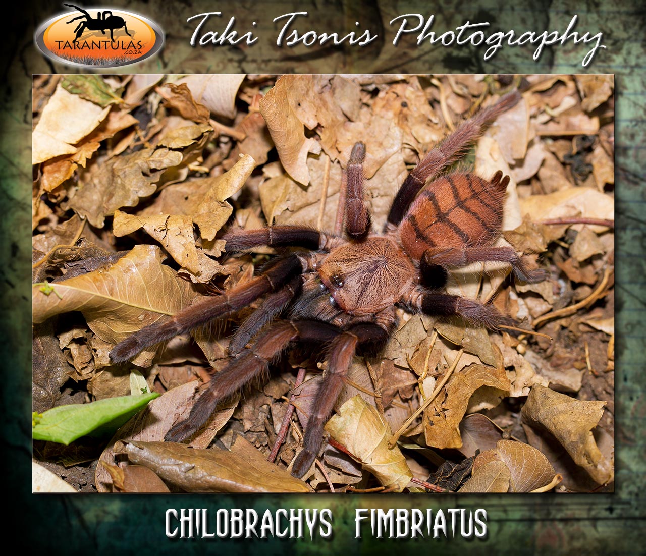 Chilobrachys fimbriatus