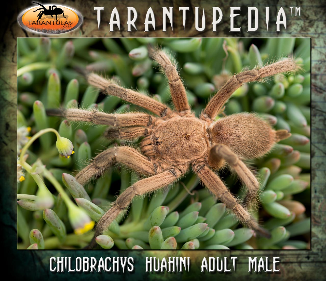 Male