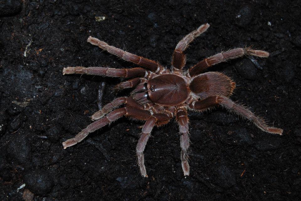 Chilobrachys fumosus