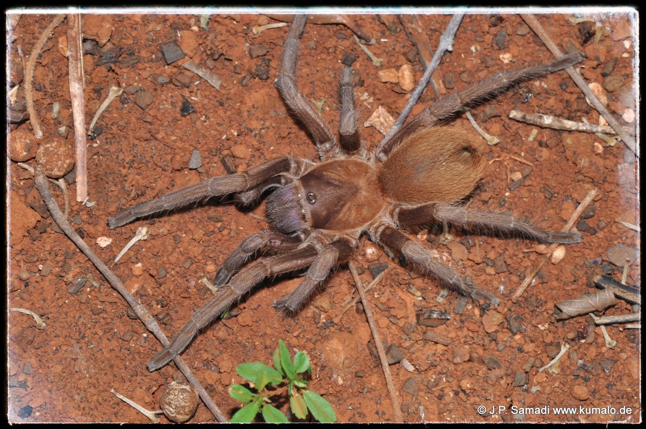 Citharacanthus cyaneus