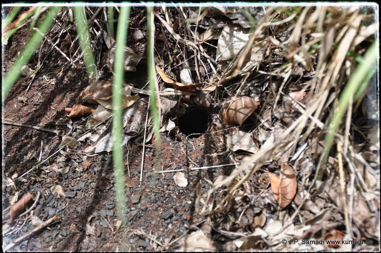 Burrow