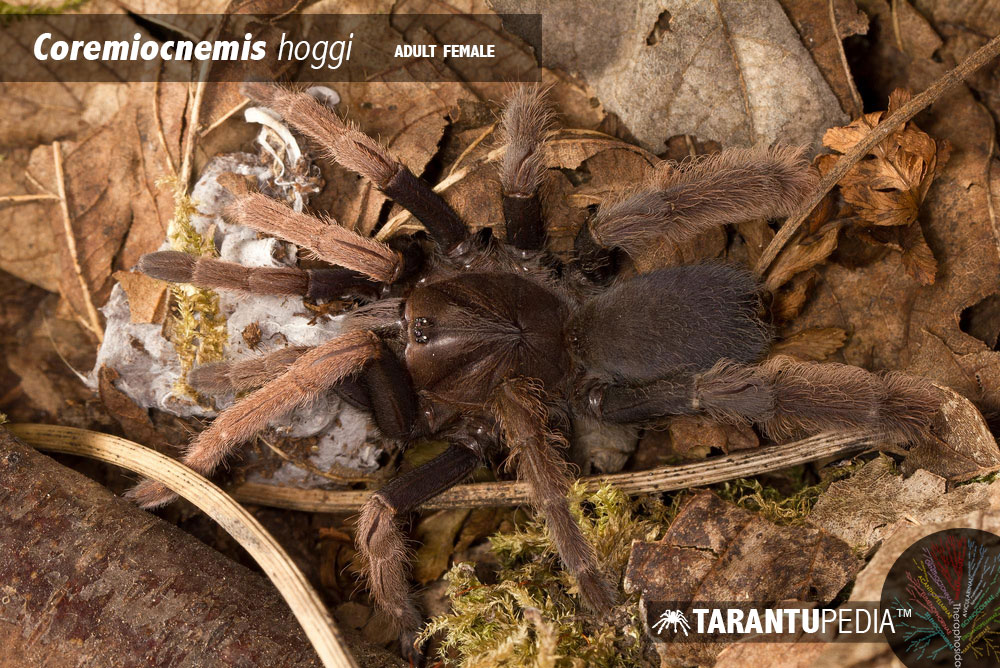 Coremiocnemis hoggi