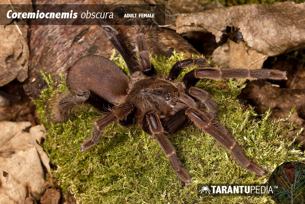 Coremiocnemis obscura