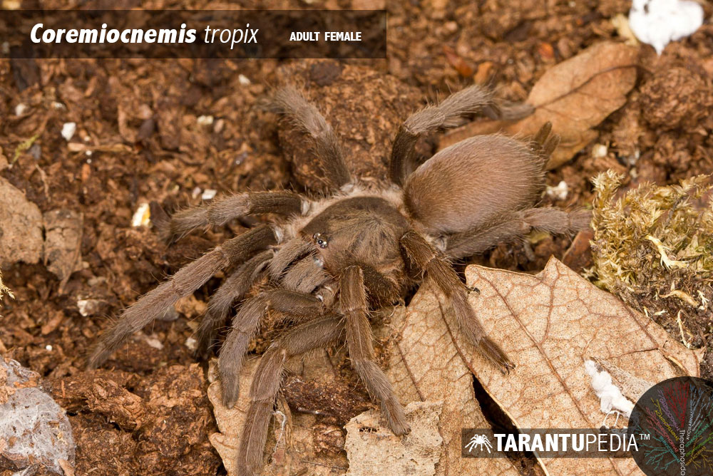 Coremiocnemis tropix