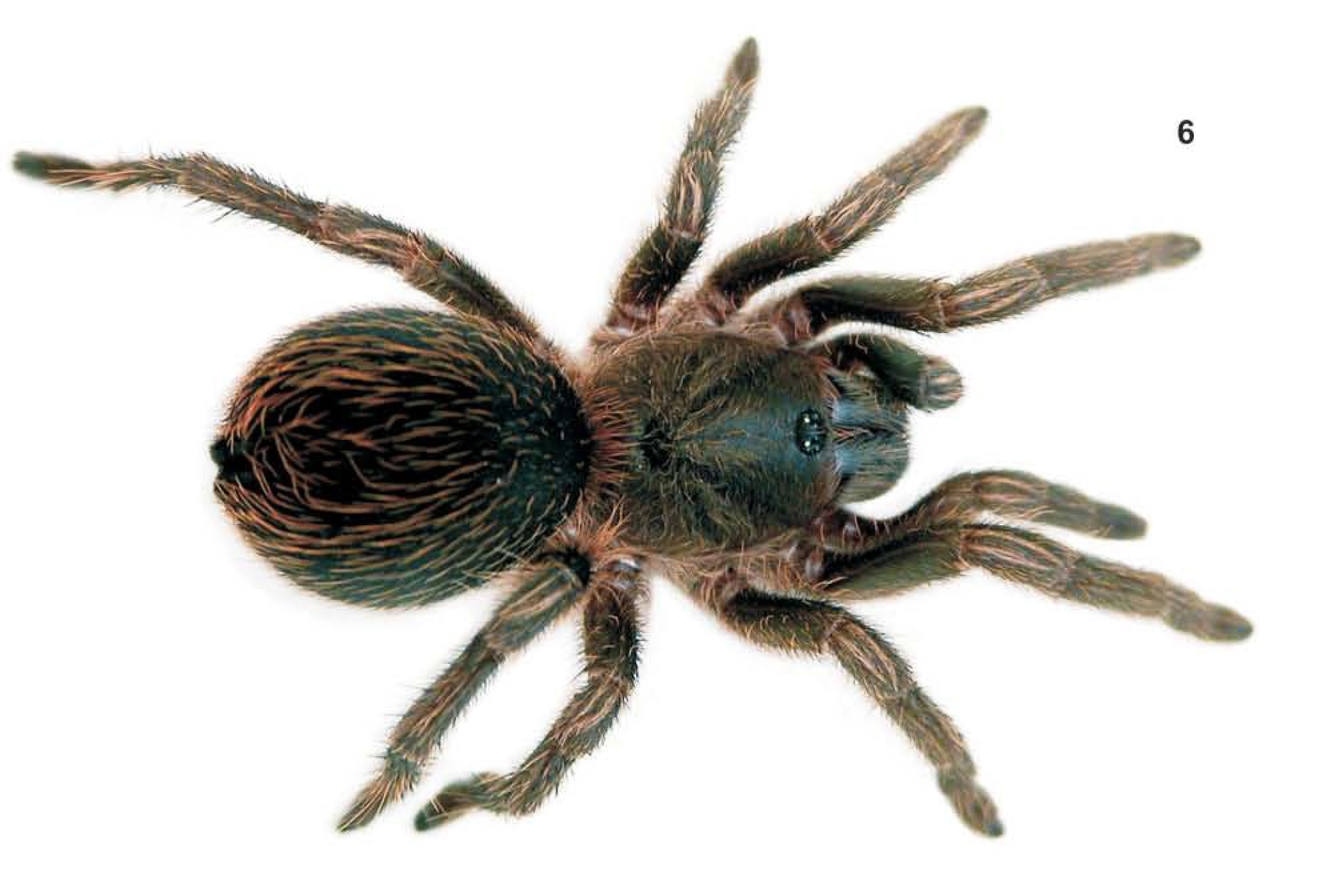 Cubanana cristinae