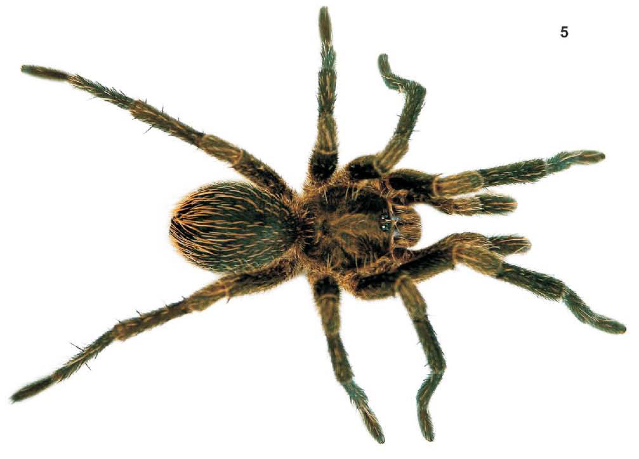 Male