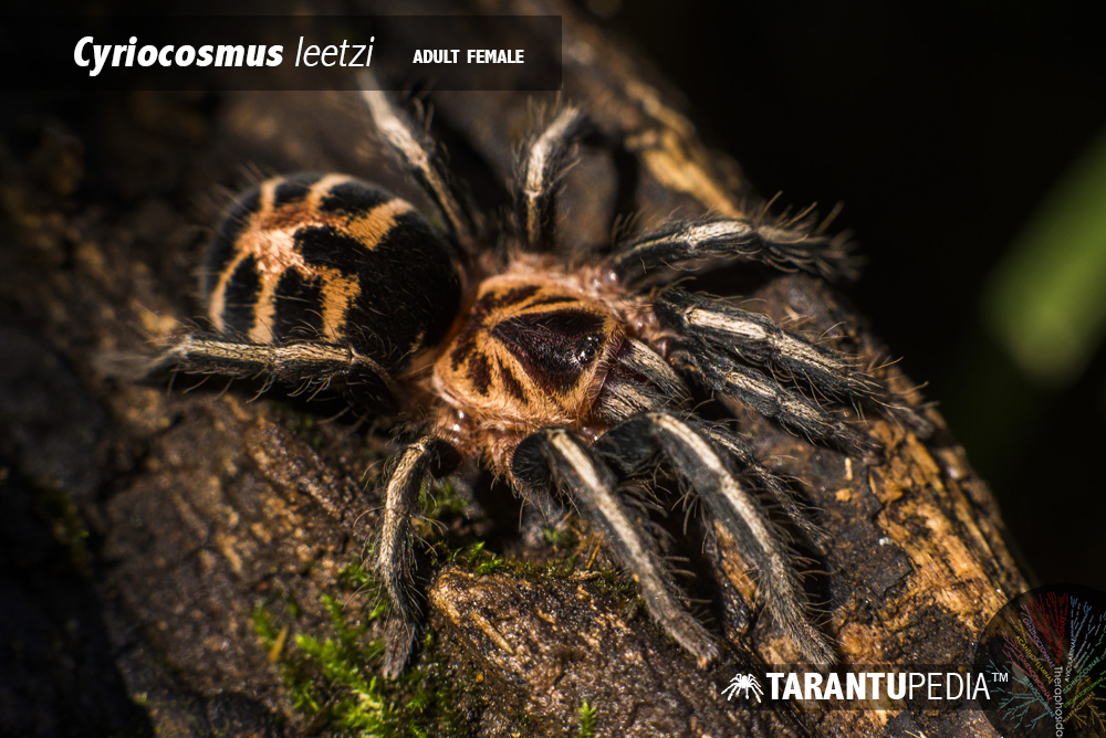 Female
