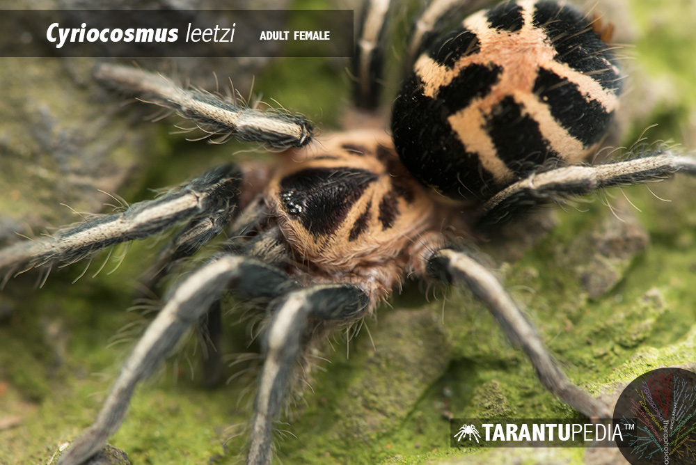 Cyriocosmus leetzi