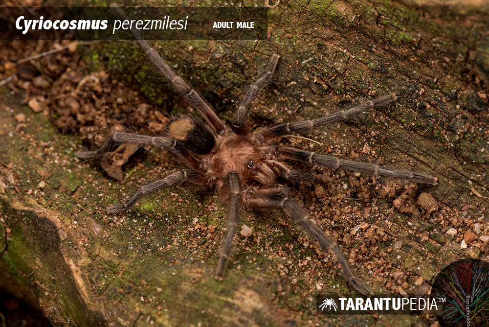 Cyriocosmus perezmilesi