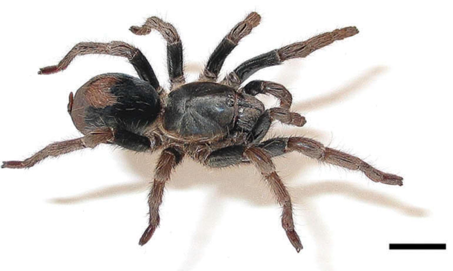 Cyriocosmus aueri