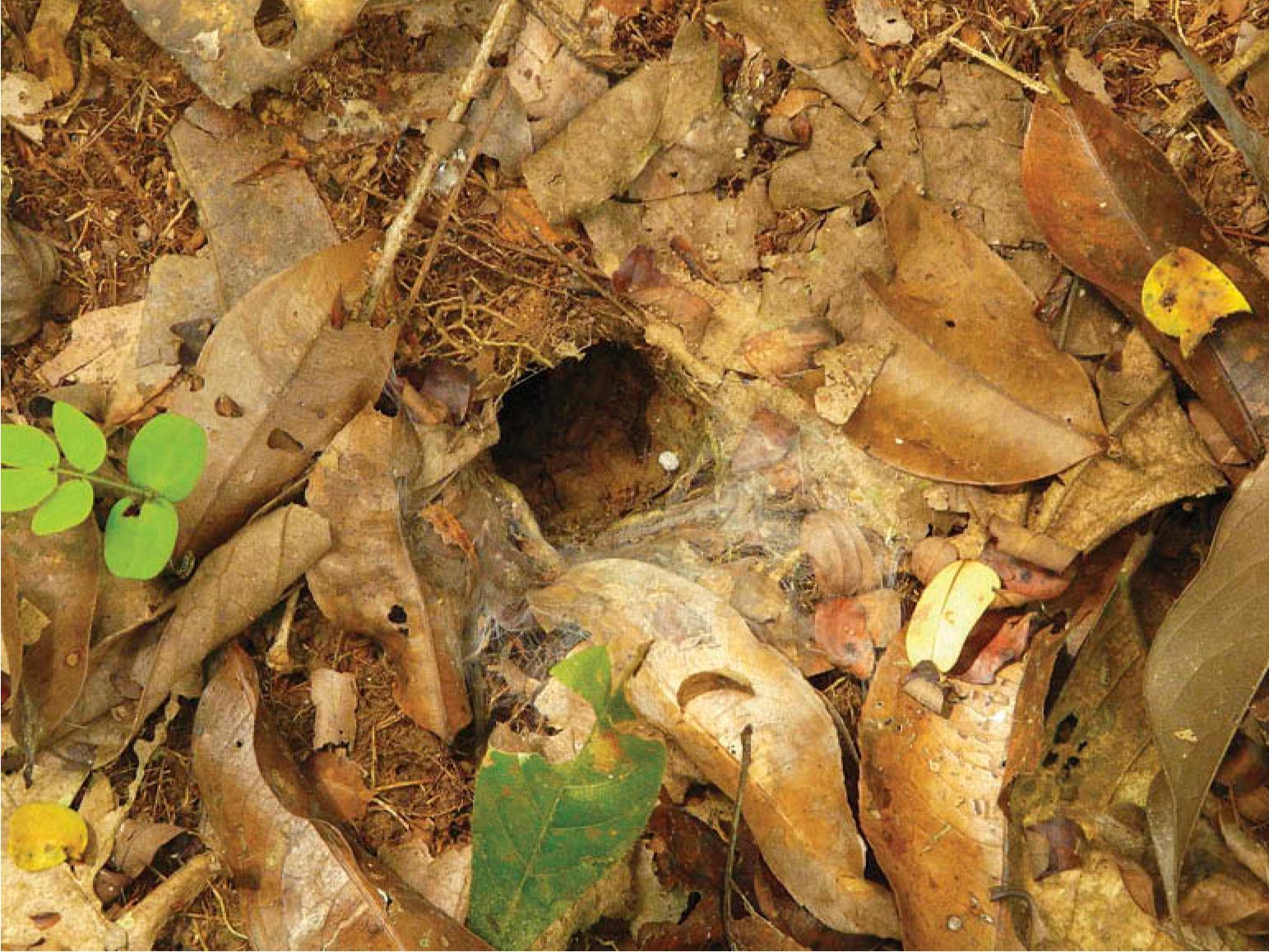 Burrow