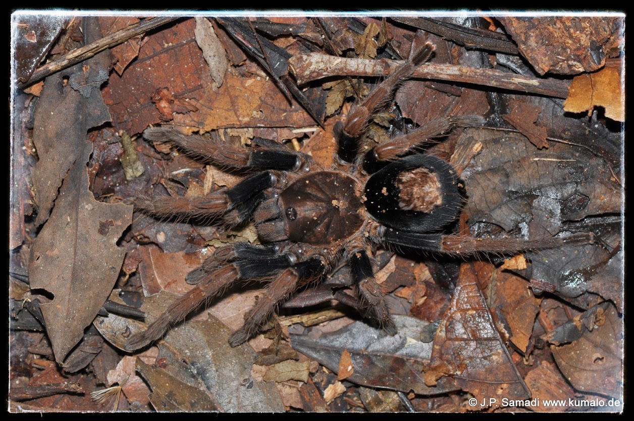 Cyriocosmus bertae