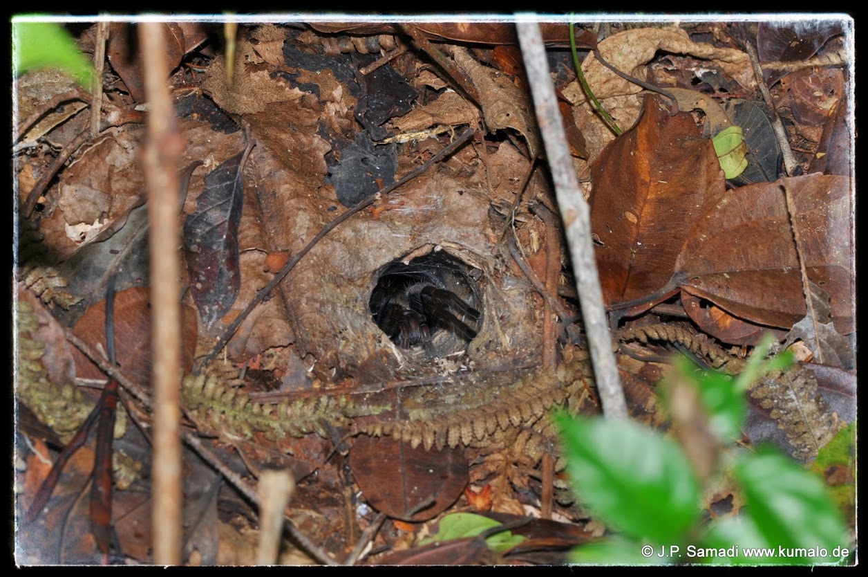 Burrow