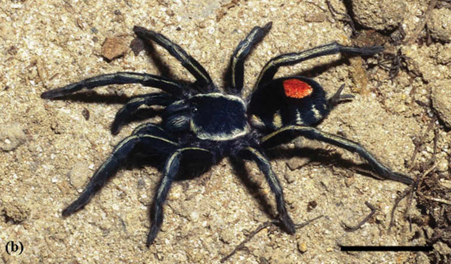 Cyriocosmus hoeferi