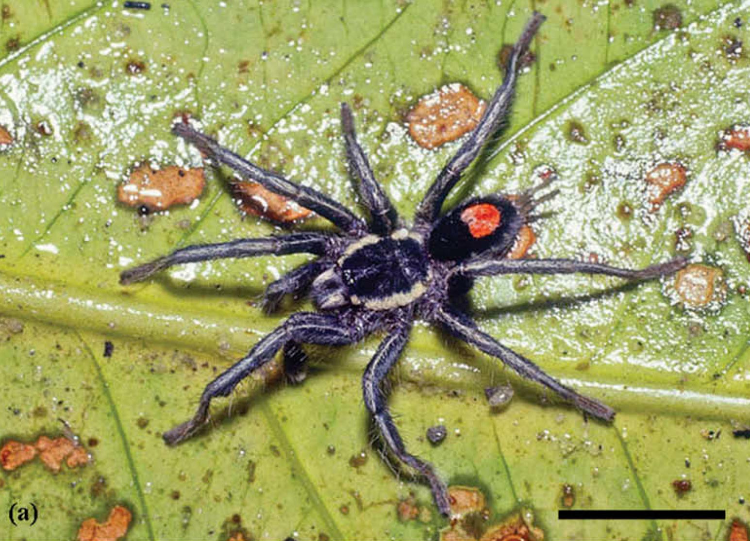 Male