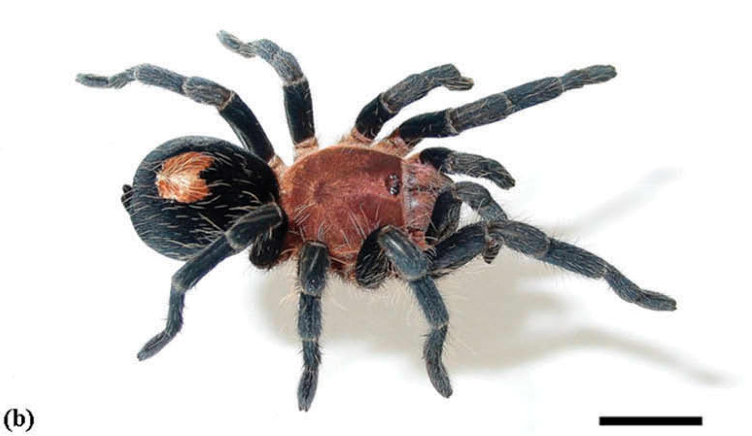 Cyriocosmus itayensis